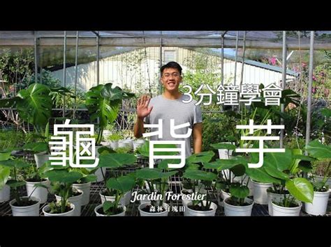 龜殼芋